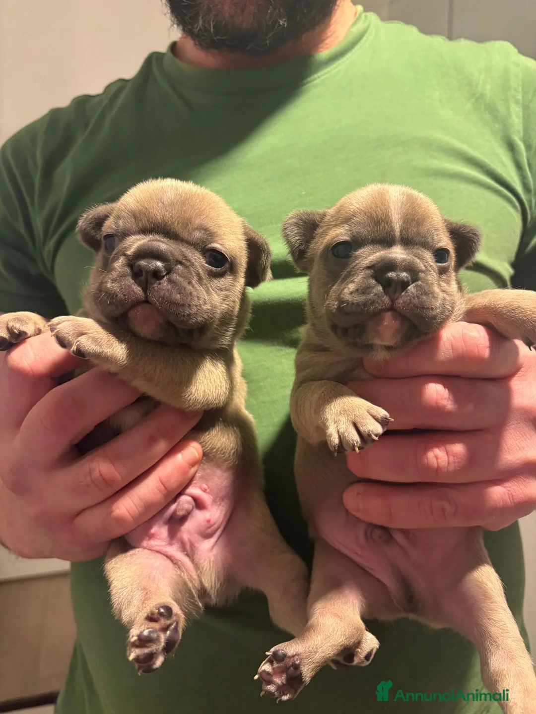 Bulldog Francese cani in vendita: Cuccioli maschi. Bulldog francese. - Annuncio 12