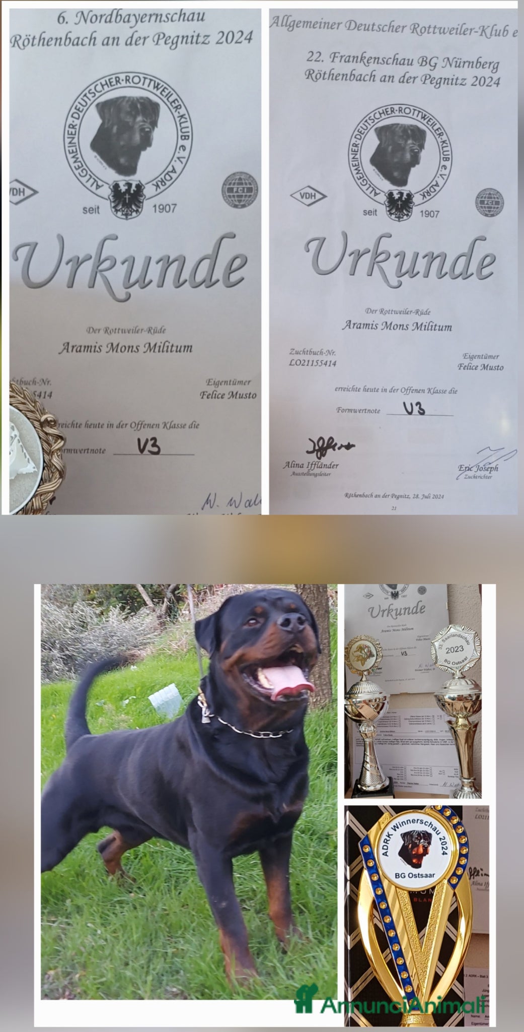 Rottweiler cani in vendita: Disponibili cuccioli Rottweiler  - Annuncio 7