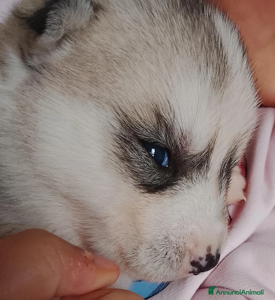 Husky cani in vendita: Cucciole Siberian Husky  - Annuncio 4