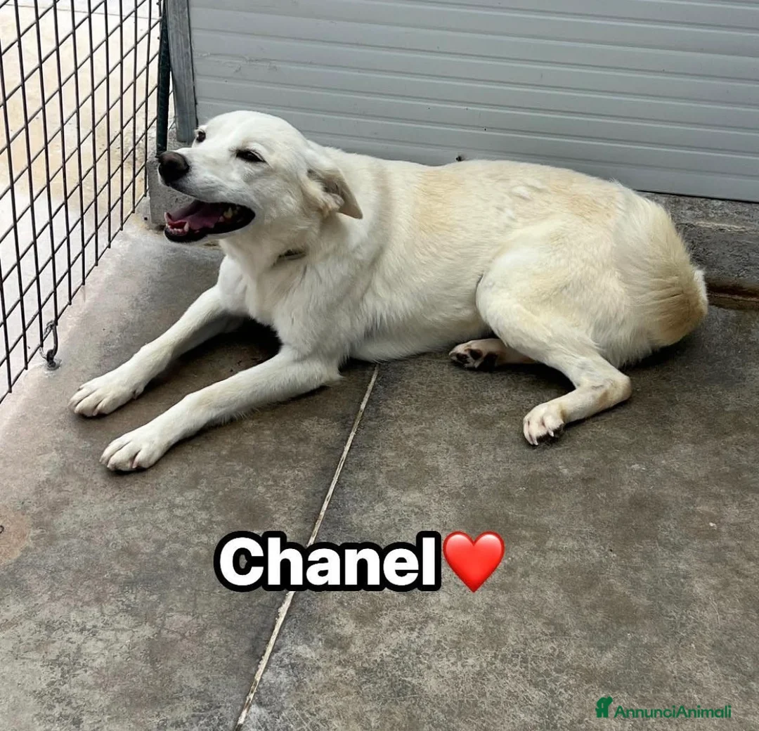 Meticcio cani in regalo: CHANEL CERCA CASA🏡 🐾 a Città Metropolitana di Bologna - Annuncio 2