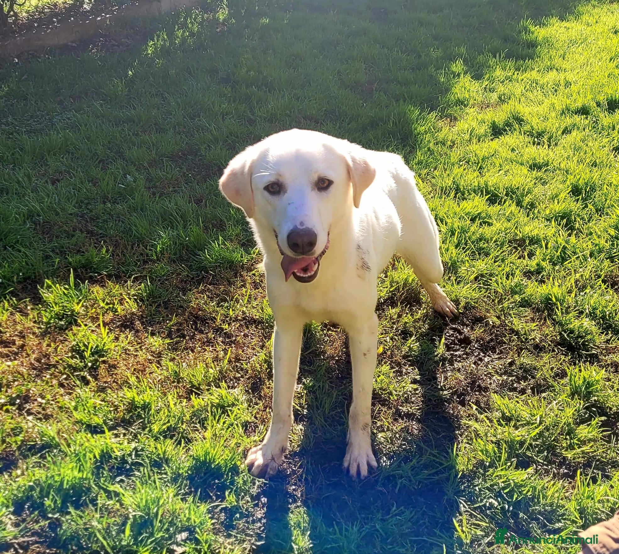 Meticcio cani Sade, dolcissima mini labrador  - Annuncio 8