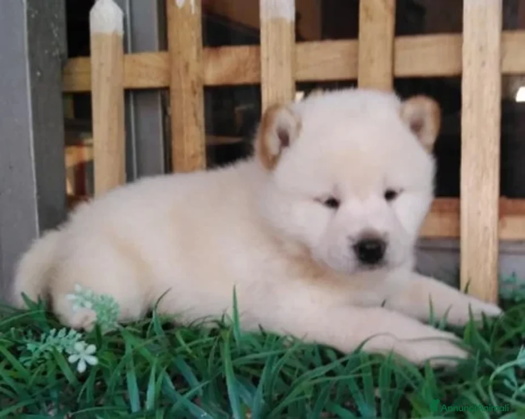 Immagine della galleria {{count}}