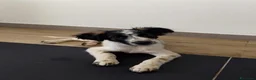 Meticcio cani in regalo: ARGENTO 💙 IL COMPAGNO CHE ASPETTAVI - Annuncio 3