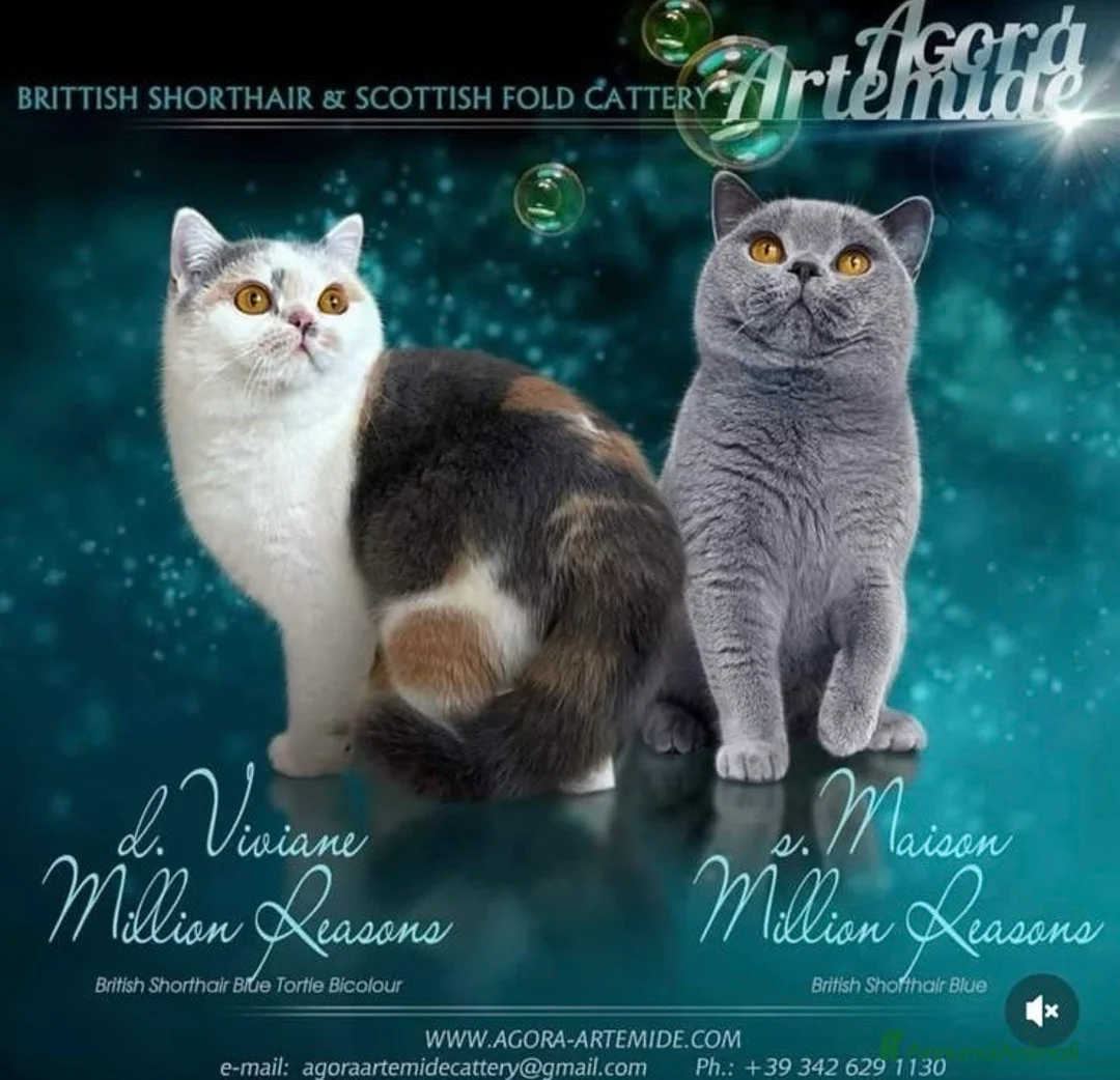 British gatti in vendita: British Shorthair Bicolor e Calico, Tortie - Annuncio 9
