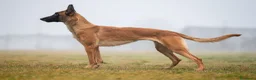 Pastore Belga cani in vendita: Ultima cucciola di pastore belga malinois  - Annuncio 5