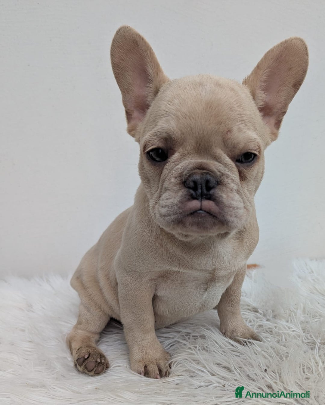 Bulldog Francese cani in vendita: Bulldog francese maschio crema - Annuncio 2