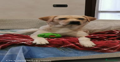 Labrador cani - Annuncio 5