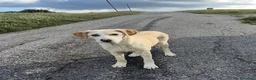 Meticcio cani in regalo: Hilary  - Annuncio 3