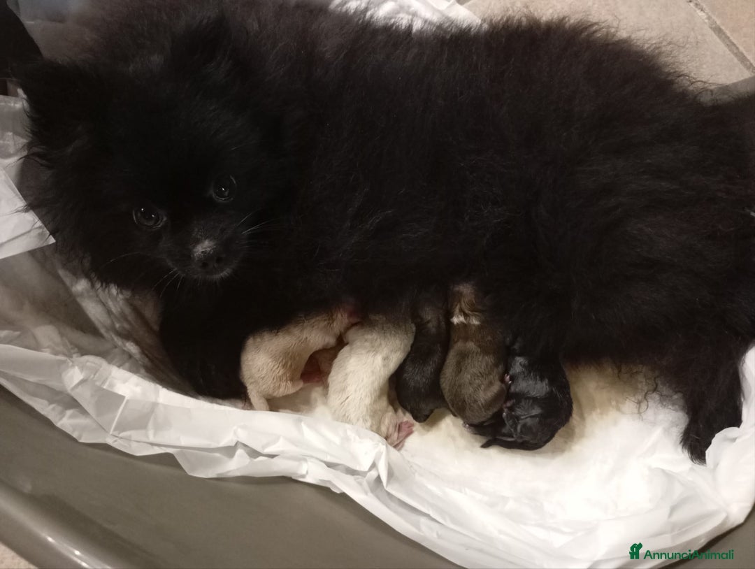 Volpino Pomerania cani in vendita: Cuccioli di Pomerania con pedigree ENCI  - Annuncio 7