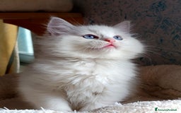 Ragdoll gatti in vendita: Ragdoll femmina  - Annuncio 9