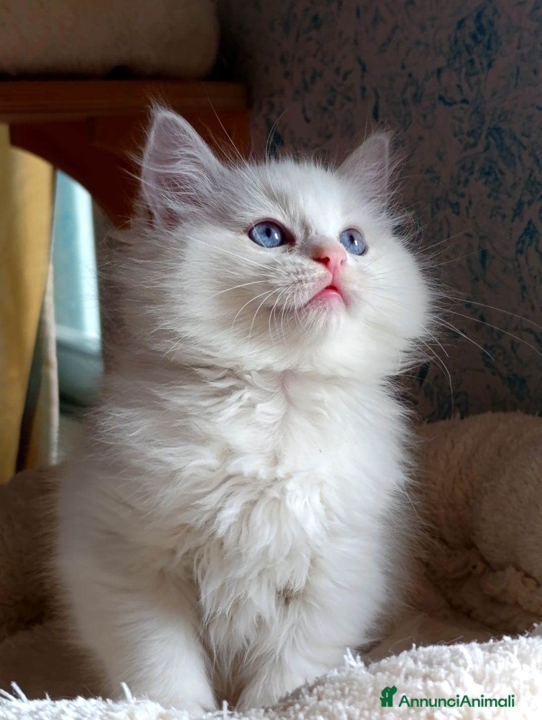 Ragdoll gatti in vendita: Ragdoll femmina  - Annuncio 9