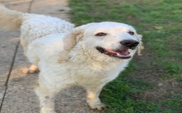 Pastore Maremmano cani in regalo: NICKY il gigante più buono!! a Città Metropolitana di Firenze - Immagine 13