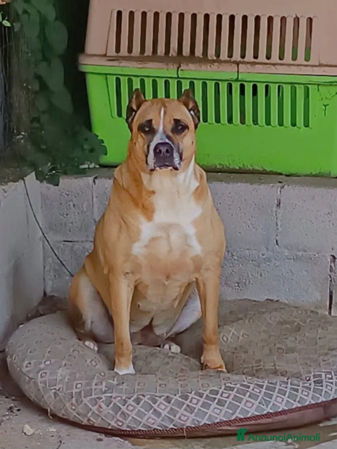 Meticcio cani in regalo: ADOZIONE DEL CUORE PER KIRA a Città Metropolitana di Bologna - Annuncio 2