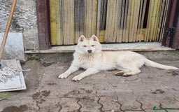 Husky cani in vendita: Cucciola e cucciolona siberian husky  a Città Metropolitana di Napoli - Immagine 4