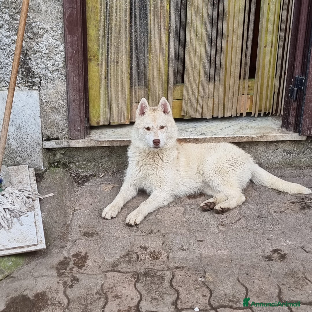 Husky cani in vendita: Cucciola e cucciolona siberian husky  a Città Metropolitana di Napoli - Immagine 4
