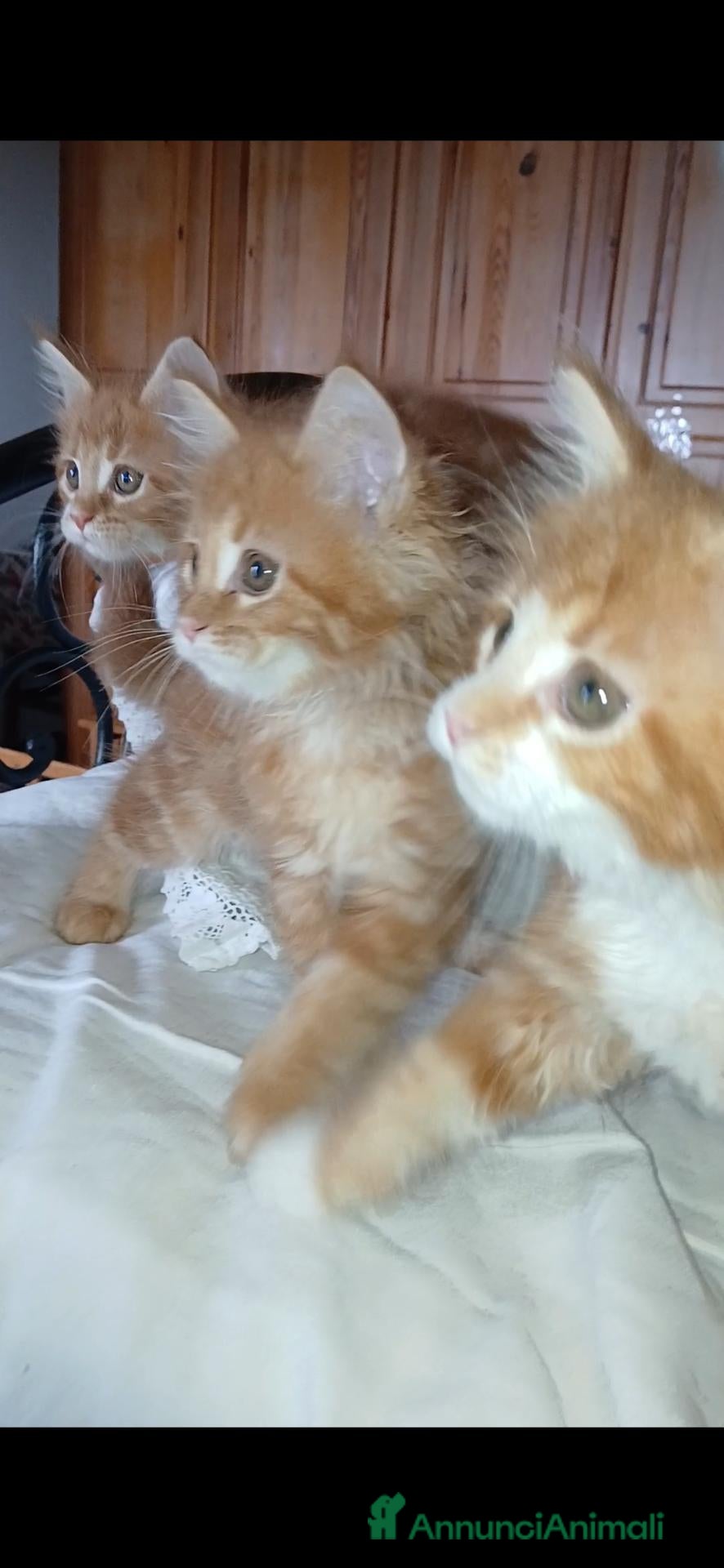 Maine Coon gatti Cuccioli di maine coon - Annuncio 4