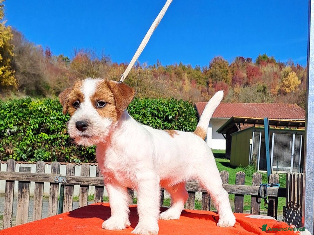 Jack Russell cani in vendita: Cucciol0 Jack ruvid0 - Annuncio 4