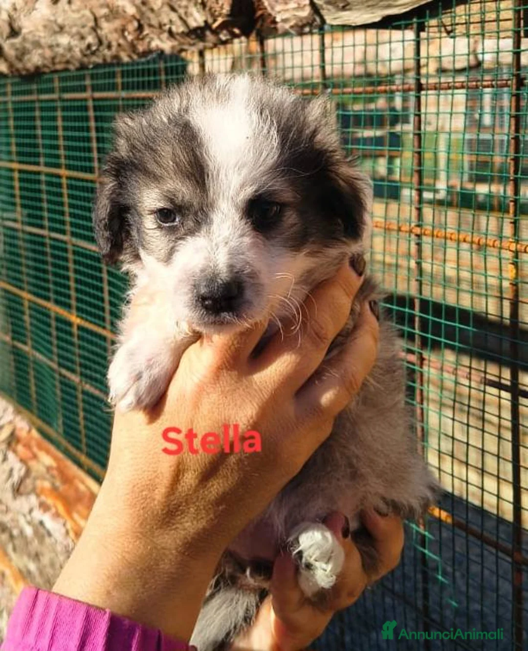 Meticcio cani in regalo: Pandoro Pallino TorroncinoFioccoLuceCannellaStella - Annuncio 6