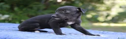 Whippet cani in vendita: Cuccioli di whippet  - Annuncio 8