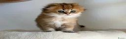Scottish gatti in vendita: Scottish fold&straihgt - Annuncio 4