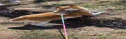 Shiba Inu cani in vendita: Vendo coppia Shiba Inu madre e figlia - Annuncio 3