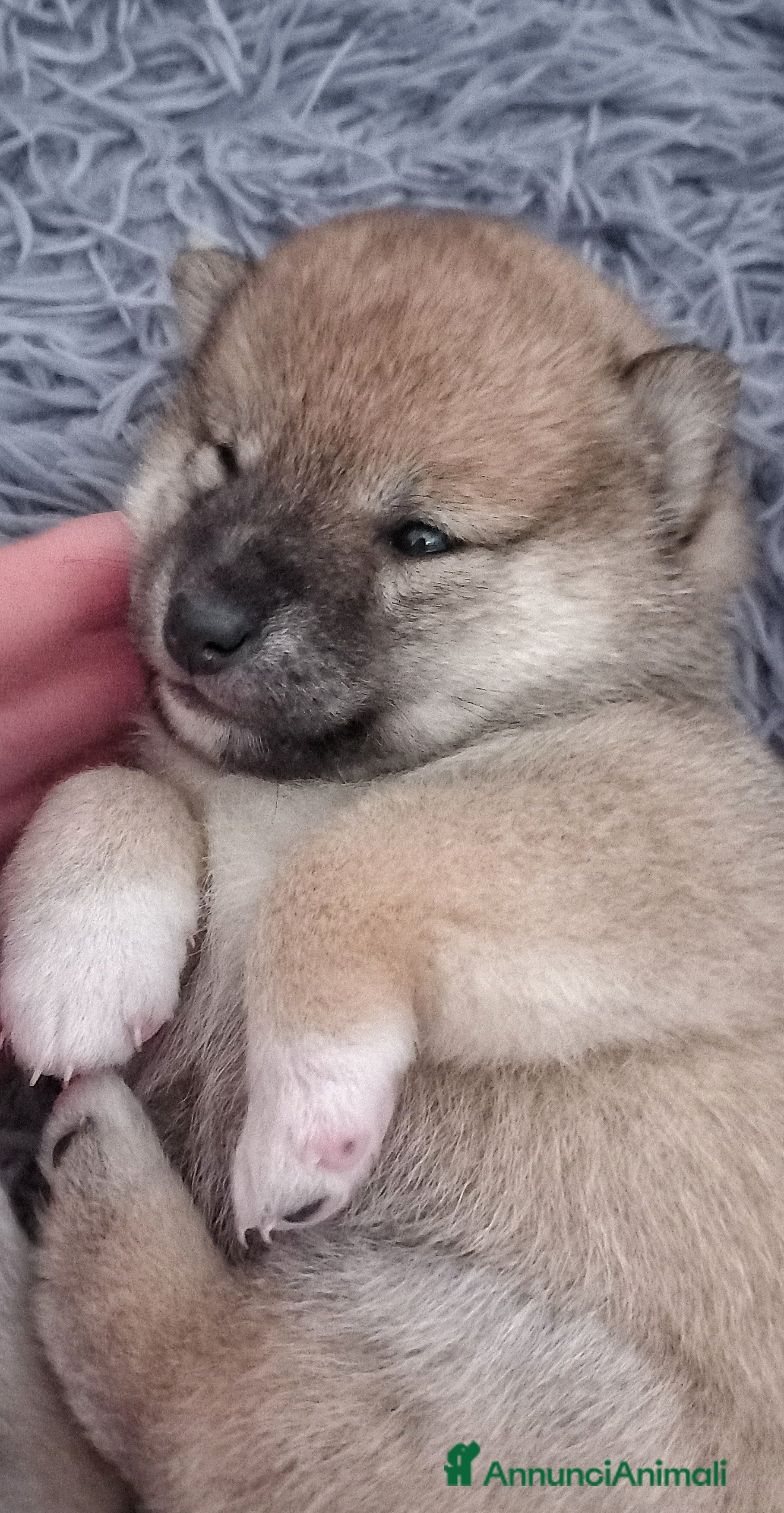 Shiba Inu cani Cuccioli shiba inu pedigree  - Annuncio 2