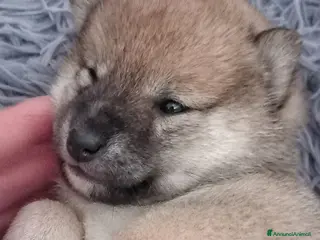 Shiba Inu cani Cuccioli shiba inu pedigree - Annuncio 2