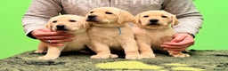 Labrador cani in vendita: Cuccioli di labrador  - Annuncio 1