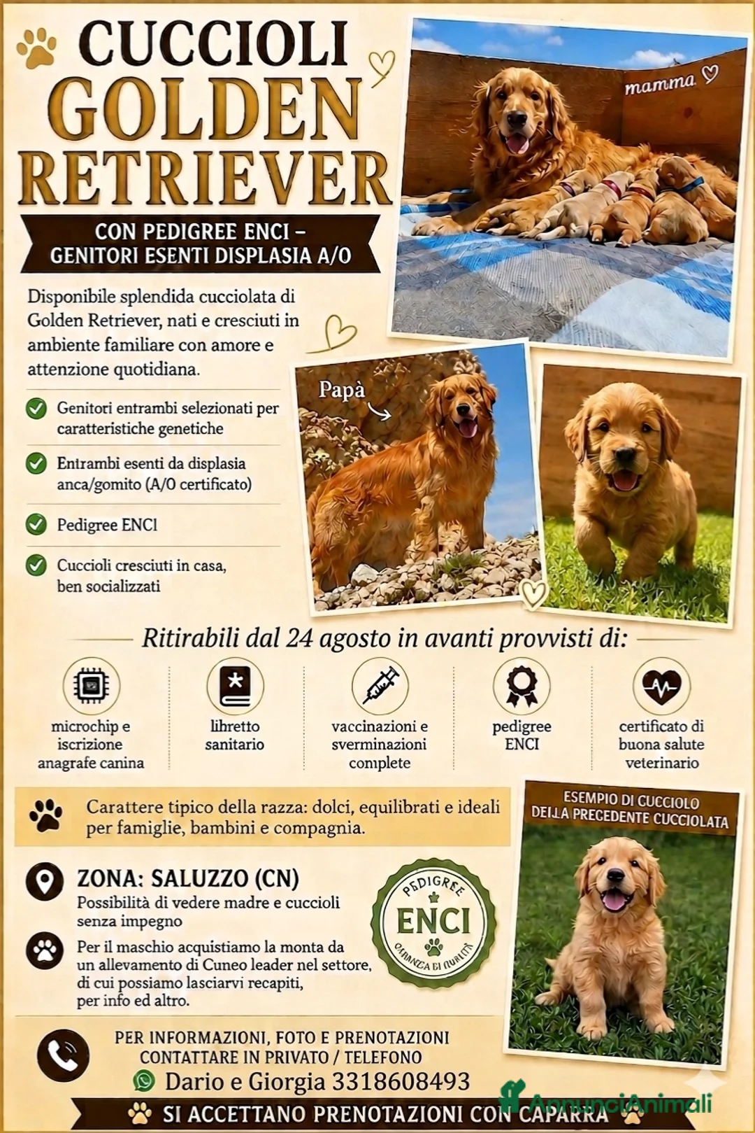 Golden Retriever cani in vendita: Cuccioli di Golden Retriever a Provincia di Cuneo - Annuncio 2