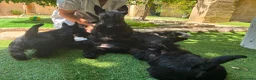 Scottish Terrier cani in vendita: Scottish terrier - Annuncio 2