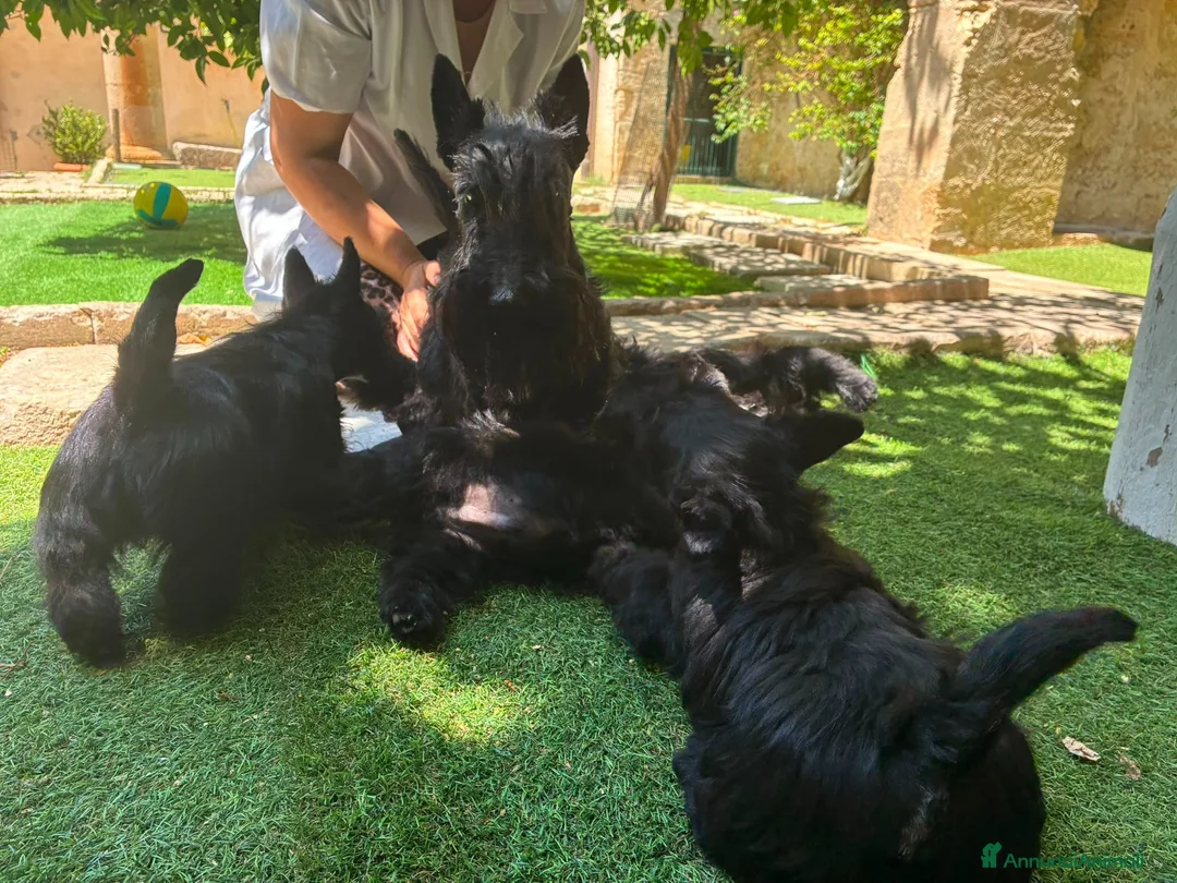 Scottish Terrier cani in vendita: Scottish terrier - Annuncio 2