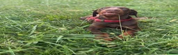 Dobermann cani in vendita: Dobermann maschio marrone fiammato a Provincia di Lecco - Annuncio 11