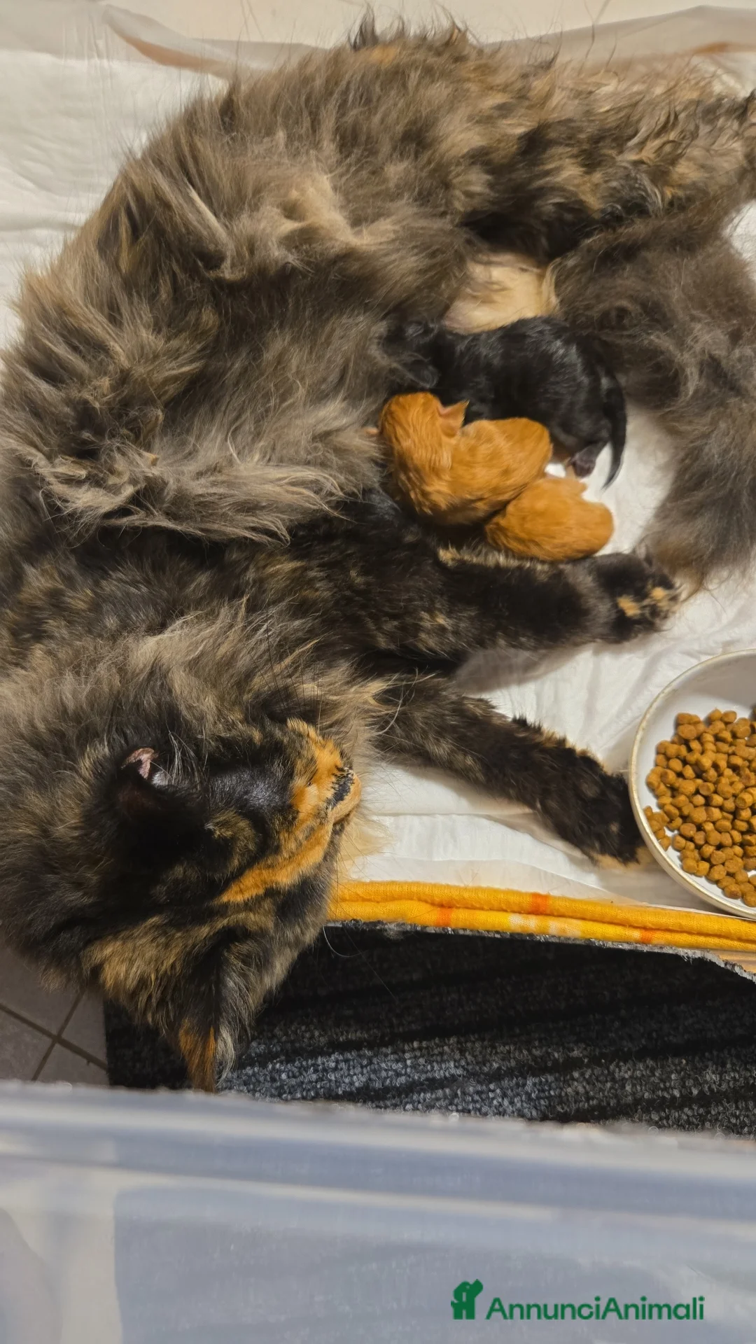 Maine Coon gatti in vendita: Gattina stupenda MaineCoon  a Libero consorzio comunale di Agrigento - Annuncio 2