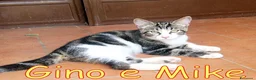 Europeo gatti in regalo: GINO E MIKE DOLCISSIMI FRATELLINI - Annuncio 5