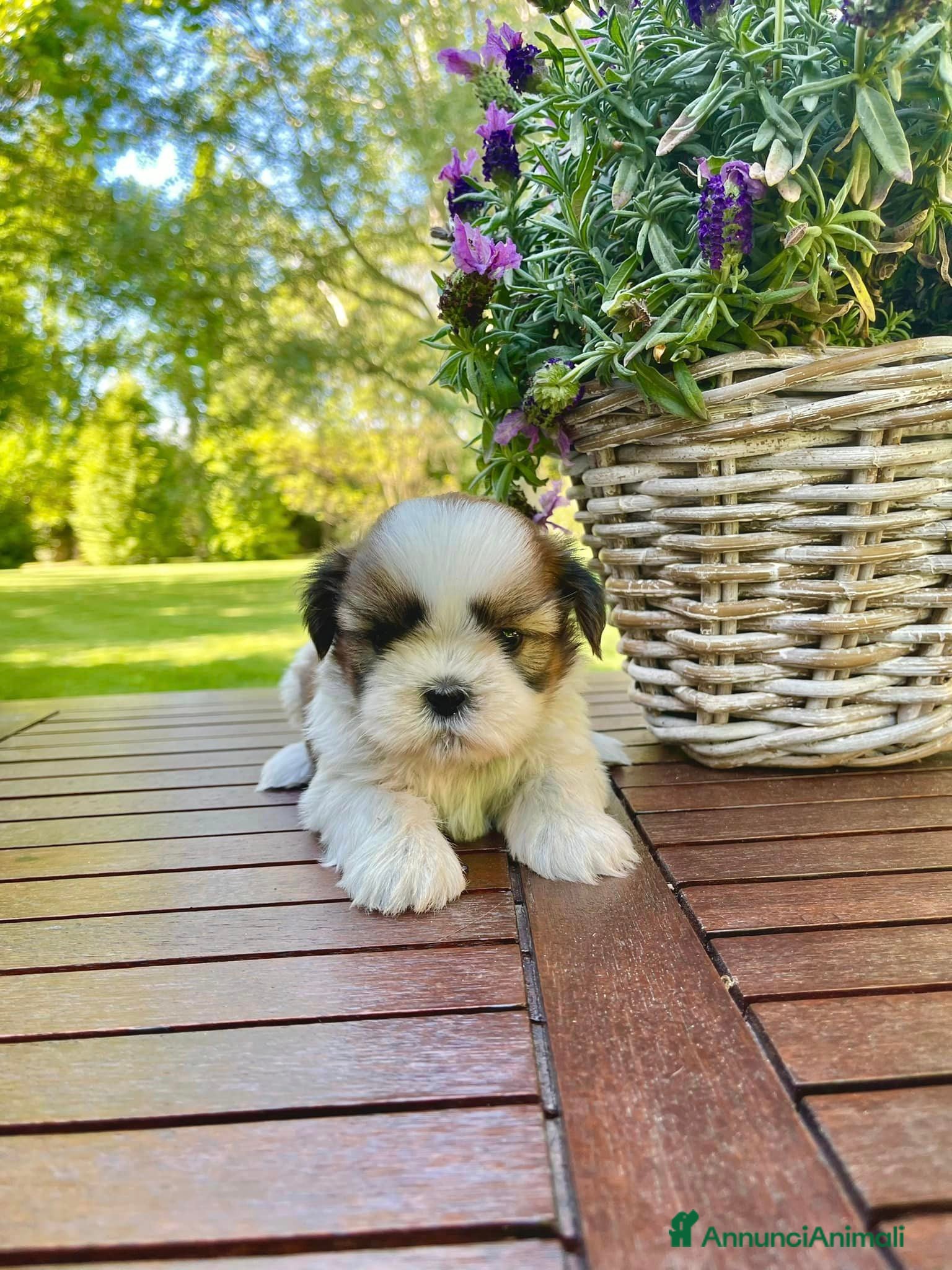 Shih Tzu cani ShihTzu con Pedigree a Città Metropolitana di Venezia - Annuncio 11