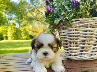 Shih Tzu cani ShihTzu con Pedigree a Città Metropolitana di Venezia - Annuncio 21