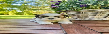 Shih Tzu Cucciolo 1