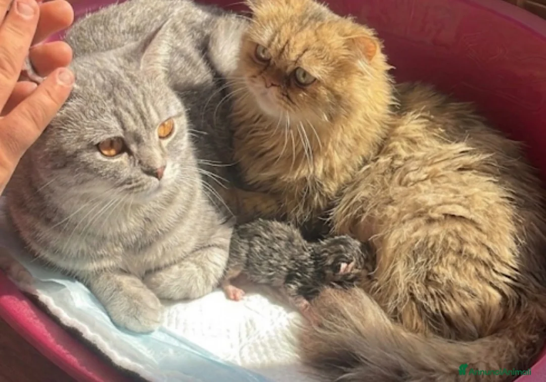 Scottish gatti in vendita: cucciola scottish rabbi con bianco - Annuncio 2
