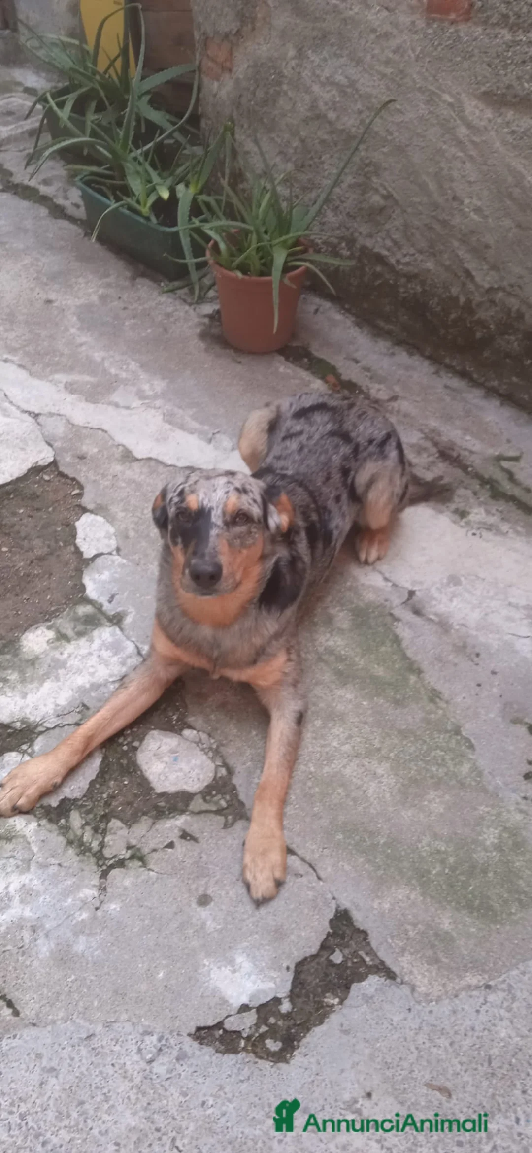 Australian Shepherd cani in regalo: Regalo affettuoso pastore di nome Rhuu - Annuncio 3