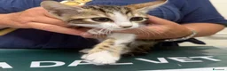 Meticcio gatti in regalo: Caramello e Biscottino 2 mesi - Annuncio 2