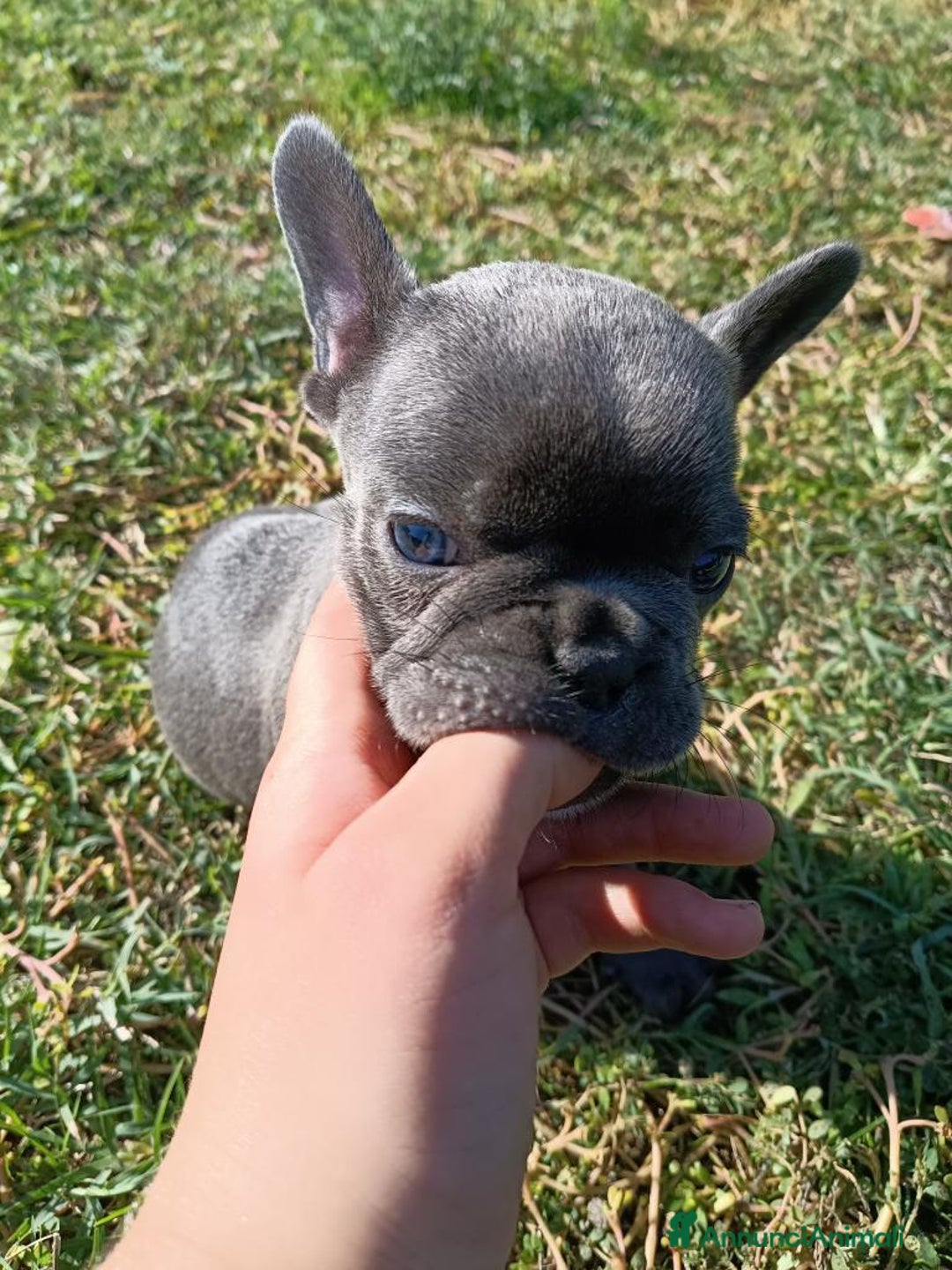 Bulldog Francese cani in vendita: Bulldog francese esotico  - Annuncio 7