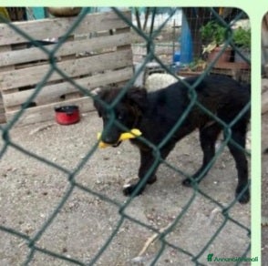 Meticcio cani 5mesi preso come giocattolo x i figli,mollato! SUD - Annuncio 17