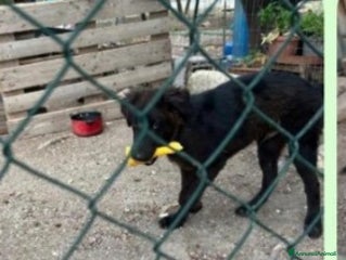 Meticcio cani 5mesi preso come giocattolo x i figli,mollato! SUD - Annuncio 26