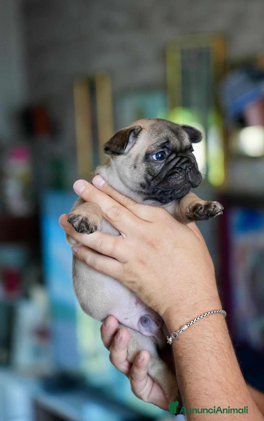 Bulldog Francese cani in vendita: Bulldog francese  a Provincia di Ascoli Piceno - Immagine 14