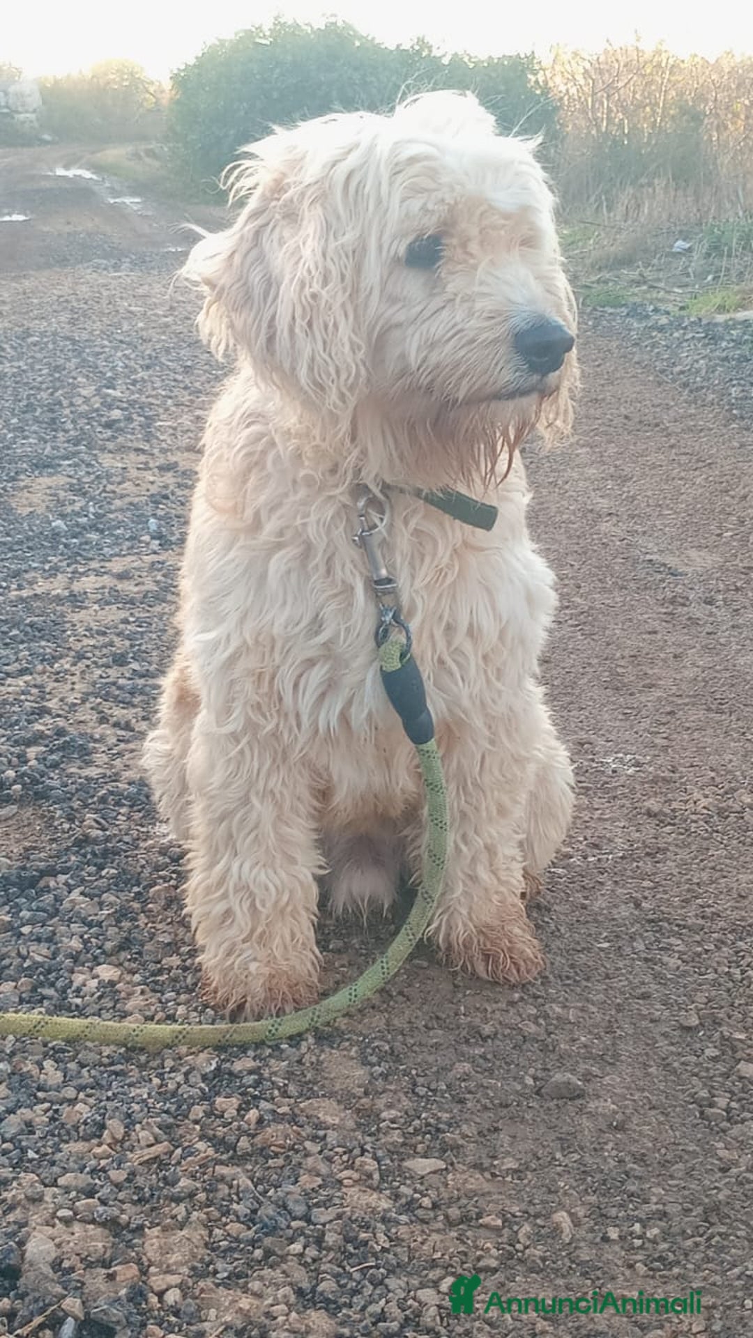 Barboncino cani in regalo: Splendido Barboncino - FLUFFY - Annuncio 1