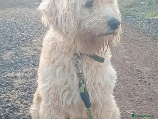 Barboncino cani Splendido Barboncino - FLUFFY - Annuncio 3