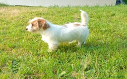 Jack Russell cani in vendita: Maschietti 4 mesi  a Provincia di Varese - Immagine 3
