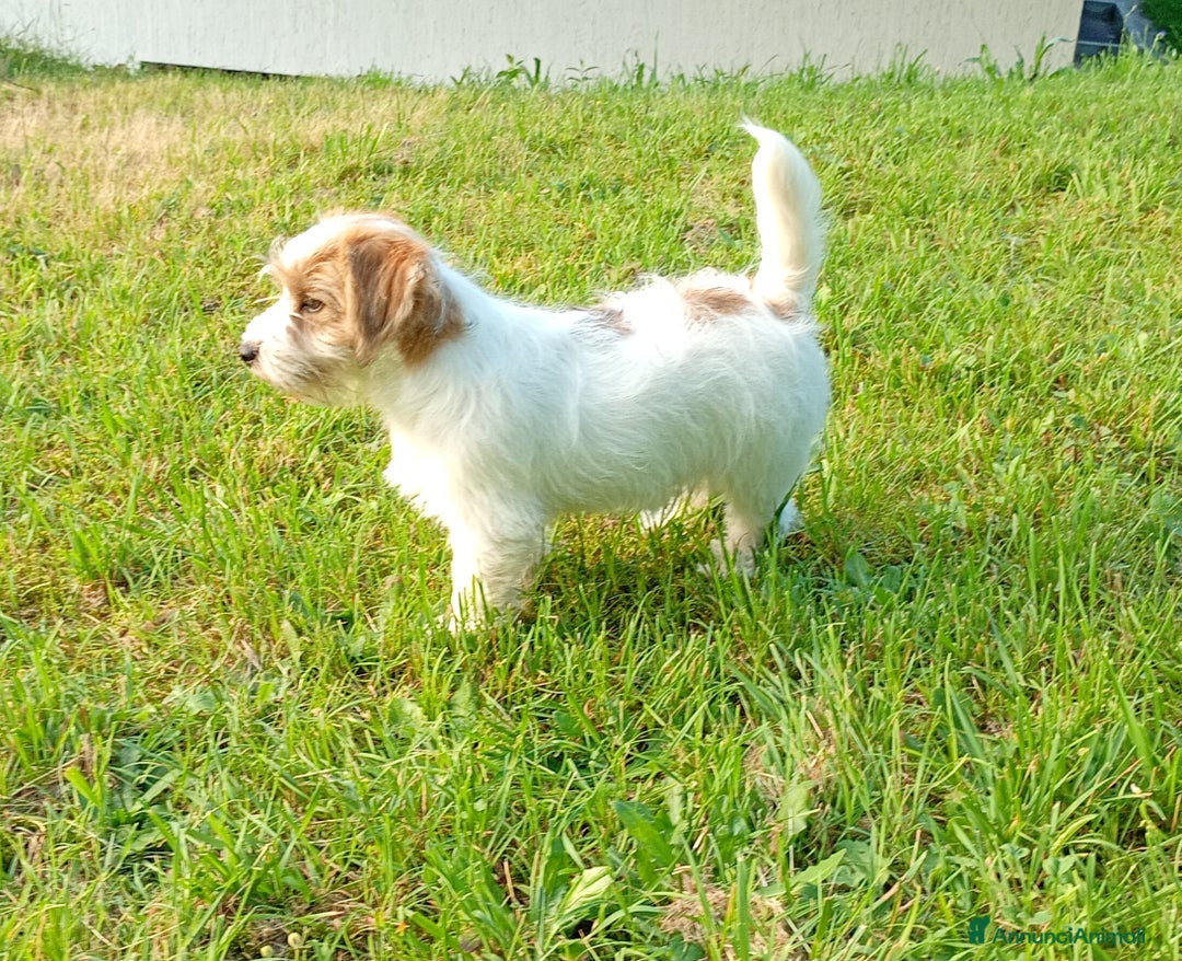 Jack Russell cani in vendita: Maschietti 4 mesi  a Provincia di Varese - Immagine 3