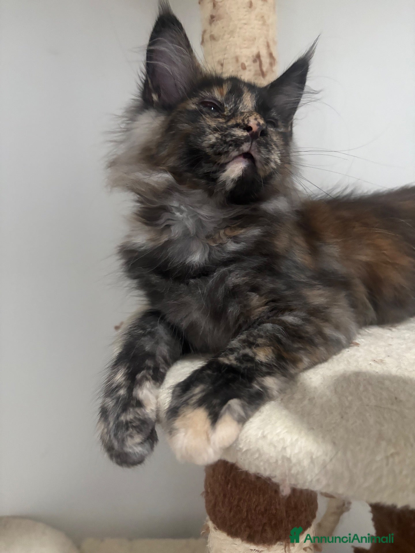Maine Coon gatti Cucciola Mainecoon - Annuncio 3