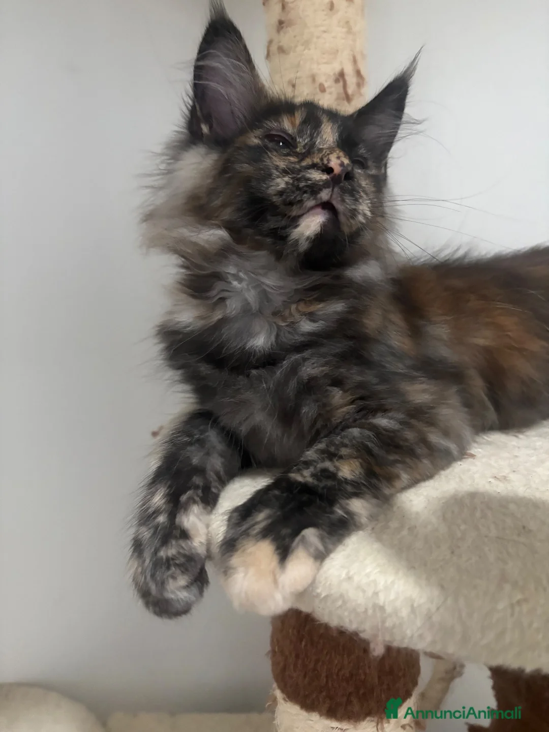 Maine Coon gatti in vendita: Cucciola Mainecoon - Annuncio 1